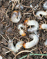 Lawn grubs in soil — organic grub control treatment.